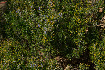rosemary plant seen from close up