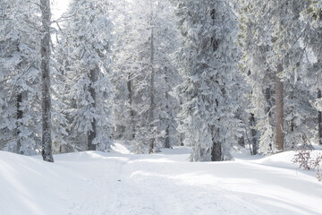 Sapins enneigés dans la forêt à Autrans