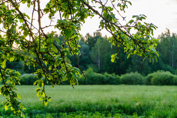 sunset behind apple tree in garden with sun rays