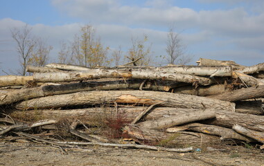 Cut down poplar trees background and landscape