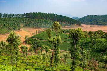 Piantagioni di T&egrave;
