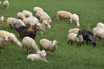 Fototapeta premium flock of sheep and goats on Tuscany hills