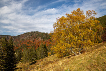 Birke am Menzenschwander Geißenpfad im Herbst