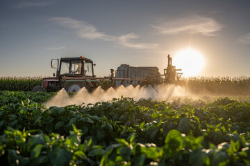 Fototapeta premium Tractor spraying pesticides on vegetable field with sprayer