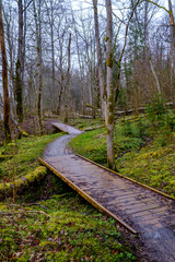 wooden boardwalk trail in green forest