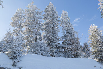Sapins enneigés dans la forêt à Autrans