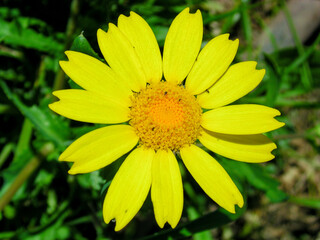 Corndaisy (Chrysanthemum segetum)