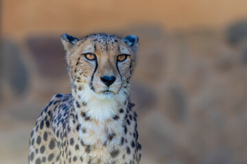 Chettah on the Savannah