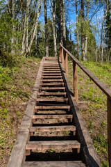 Obraz premium wooden boardwalk trail in green forest