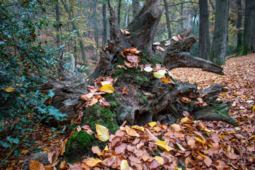 autumn leaves in the forest with tree root