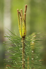 close up of cactus on the pine