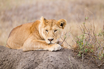 Lioness close up. Serengeti National Park, Tanzania, Africa
