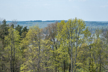 Fototapeta premium endless forests and fields in hot summer