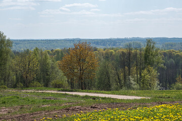 Naklejka premium endless forests and fields in hot summer