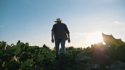 Silhouette of a senior farmer agronomist on a green beet field. A farmer walks across the field in rubber boots at sunset. Growing fresh organic vegetables for a healthy diet. plantation work.