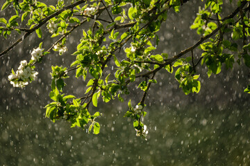 Fototapeta premium sun rays on apple tree leaves in garden with rain in background
