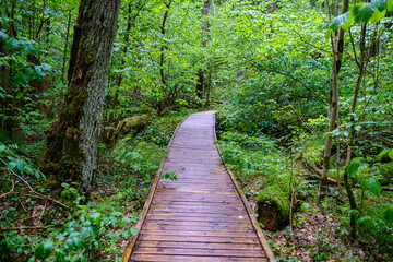 wooden boardwalk trail in green forest