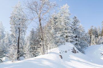 Sapins enneigés dans la forêt à Autrans