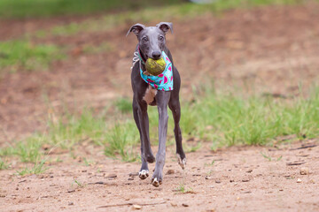 Greyhound dog playing with the ball outdoors.