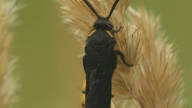 Cicada killer, Sphecius speciosus in family Crabronidae or cicada hawk, is large digger wasp species, sitting on bud of seed wild flower. Macro view  Insect in wildlife