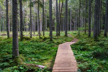 wooden boardwalk trail in green forest