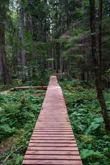 Fototapeta premium wooden boardwalk trail in green forest