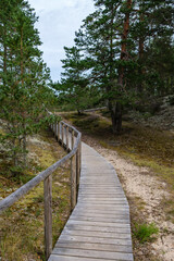 Fototapeta na wymiar wooden boardwalk trail in green forest