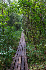 wooden boardwalk trail in green forest