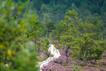 wooden boardwalk trail in green forest