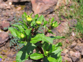 Chrysanthème de Myconos (Coleostephus myconis)