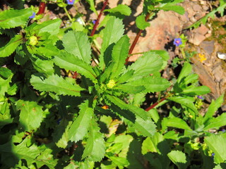Chrysanthème de Myconos (Coleostephus myconis)
