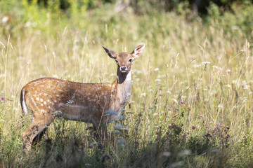 ein hirsch steht auf der wiese ganz alleine