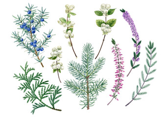 Watercolor hand drawn winter plants. Can be used as print, postcard, invitation, greeting card, postcard, packaging design, textile, sticker, label, tattoo, poster.
