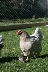 Momma chicken and baby chick exploring the world
