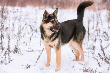 A large mixed-breed sheepdog stares off against a winter backdrop. Copy space. The dog's eyes search for its owner. Adoptable Dogs in Local Shelter.