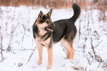 A large mixed-breed sheepdog stares off against a winter backdrop. Copy space. The dog's eyes search for its owner. Adoptable Dogs in Local Shelter.