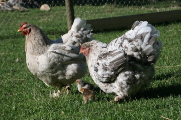 Momma chicken and baby chick exploring the world