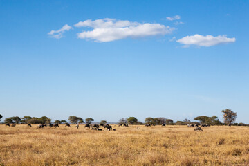 Tarangire National Park panorama, Tanzania, Africa