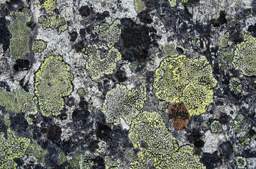 Detail of the lichen covered rock texture