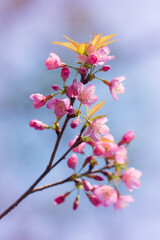 Prunus cerasoides are beautiful pink in nature
