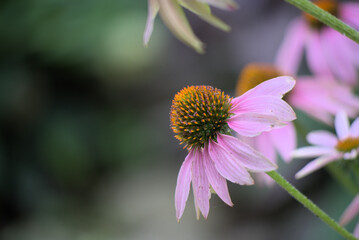 Prairie, late season purple coneflower