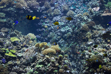 coral reef with fish