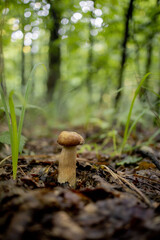 White mushrooms in the woods, on a background of leaves, bright sunlight. Boletus. Mushroom