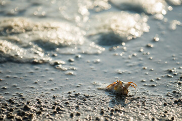 small crab walking on beach at sunset