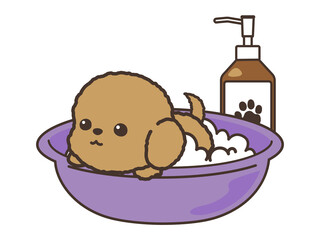 犬のトリミング ビフォアアフター プードル Wall Mural Yamamedal