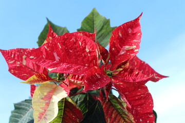 Fototapeta premium Weihnachtsstern