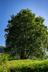 Fototapeta na wymiar Single tree on a small hill