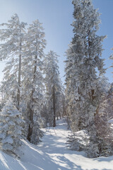 Sapins enneigés à Autrans