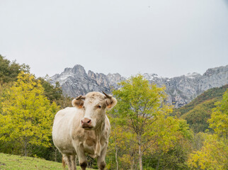 White cow in nature landscape with mountain in the background