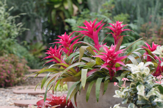 Pink bromeliad flower in garden nursery on pink plants background